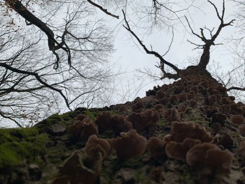 Looking up a tree trunk covered in mushrooms, with bare branches against a cloudy sky.