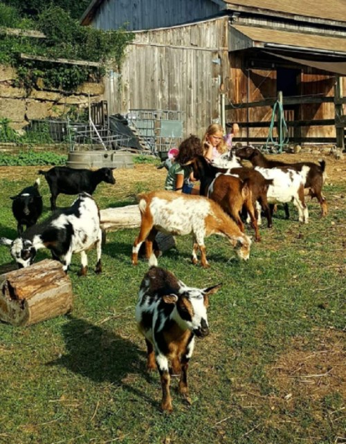 A child interacts with a group of goats in a grassy area near a barn.