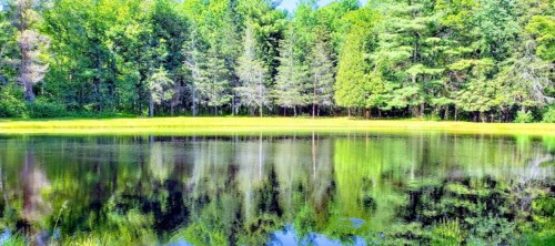 A serene pond surrounded by lush green trees, reflecting the vibrant foliage on a sunny day.