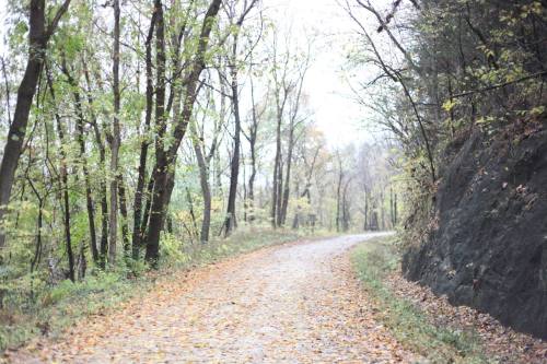 A winding gravel path surrounded by trees with autumn leaves, leading through a serene forest landscape.