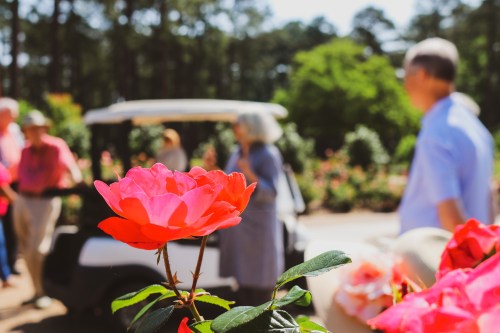 A close-up of pink roses in a garden, with people and a golf cart blurred in the background.