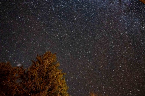 A starry night sky filled with countless stars, with silhouettes of trees in the foreground.