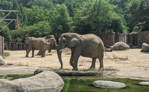 Two elephants in a zoo habitat, surrounded by rocks and greenery, with a small pond in the foreground.