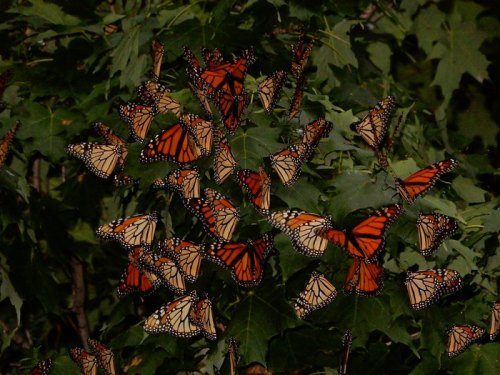 A cluster of vibrant orange and black monarch butterflies resting on green leaves.