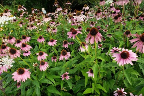 A vibrant garden filled with pink coneflowers surrounded by lush green leaves and a few white flowers in the background.