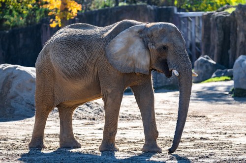 A large elephant stands on rocky ground, surrounded by natural elements in a zoo setting.