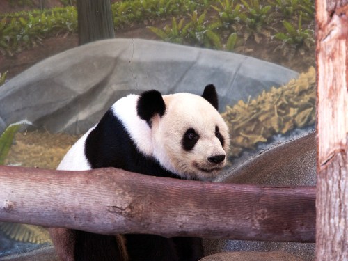 A panda with black and white fur sits behind a wooden barrier, surrounded by greenery in a zoo setting.