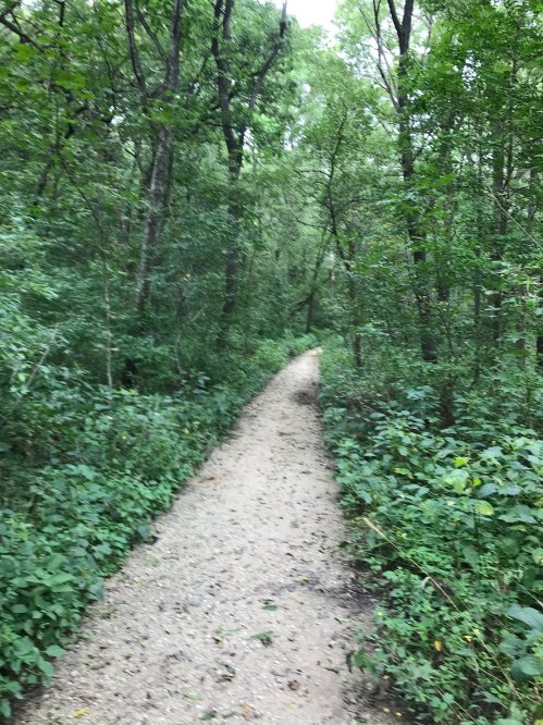 A winding dirt path through a lush green forest, surrounded by trees and dense foliage.