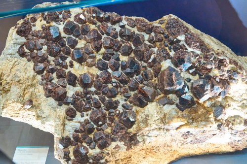 A close-up of a rock displaying numerous dark, shiny garnet crystals embedded in a lighter matrix.