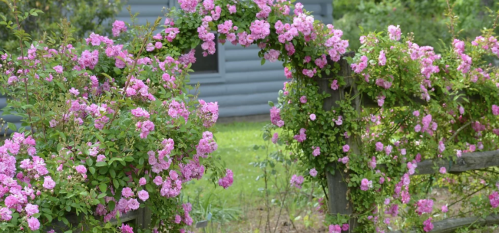 A wooden fence adorned with vibrant pink flowers, creating a lush, natural archway in a garden setting.