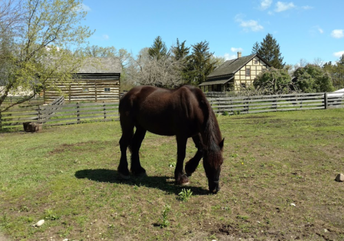 A brown horse grazes in a grassy area near a rustic wooden barn and a house in the background.