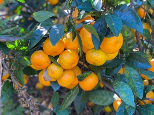A close-up of a citrus tree branch laden with bright orange oranges and lush green leaves.