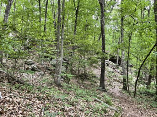 A lush green forest with tall trees, rocky terrain, and a winding dirt path through the underbrush.