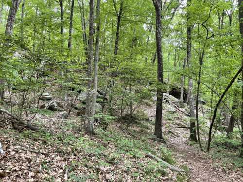 A lush green forest with tall trees, rocky terrain, and a winding dirt path through the underbrush.