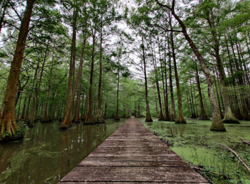 A wooden boardwalk leads through a lush green swamp, surrounded by tall trees and still water.