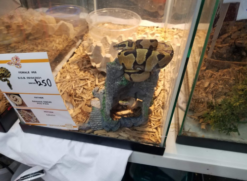 A ball python in a terrarium with a rock structure, surrounded by wood shavings and a price tag of $250.