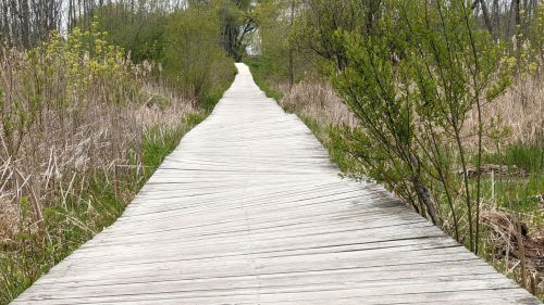 A wooden boardwalk stretches through a lush, green landscape with trees and tall grasses on either side.