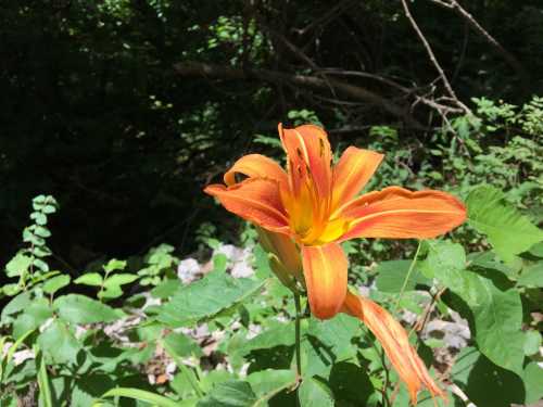 A vibrant orange flower with yellow accents, surrounded by green leaves in a natural setting.