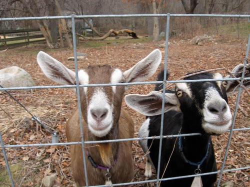 Two goats with expressive faces peering through a wire fence, surrounded by dry leaves and trees in the background.