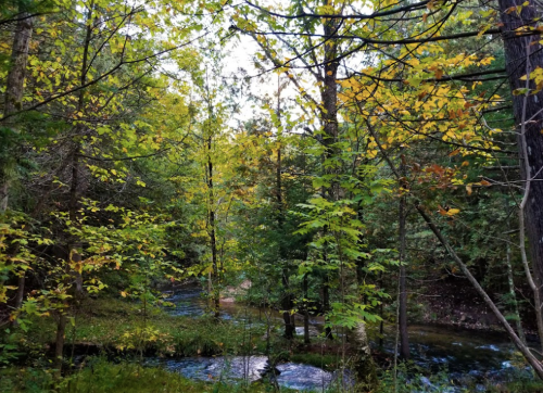 A serene forest scene with trees in autumn colors and a gently flowing stream.