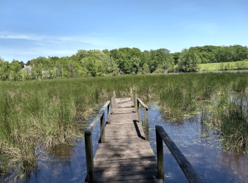 A wooden dock extends into a lush, green marsh with tall grasses and trees in the background under a clear blue sky.