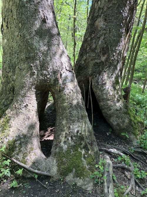 Two large trees with hollowed trunks, surrounded by greenery in a forest setting. Sunlight filters through the leaves.