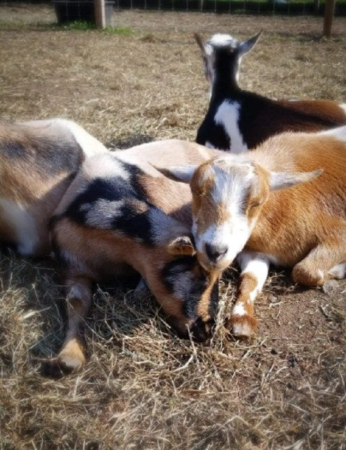 A group of goats resting on dry grass, with one goat nuzzling another.