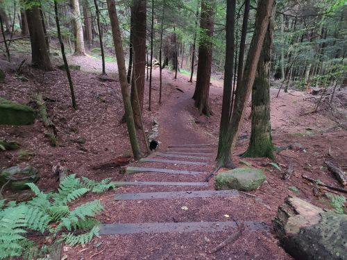 A forest path with stone steps leading down through trees and ferns, surrounded by earthy tones and greenery.