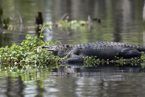A crocodile resting on floating vegetation in a calm, reflective body of water.