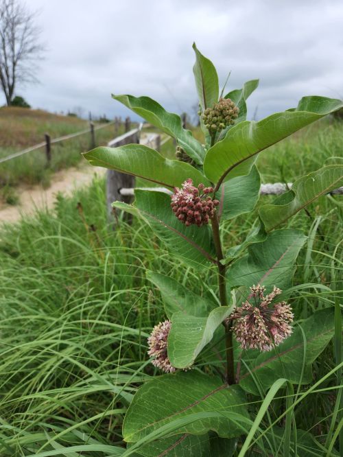 A green plant with clusters of pinkish flowers stands amidst tall grass along a path on a cloudy day.