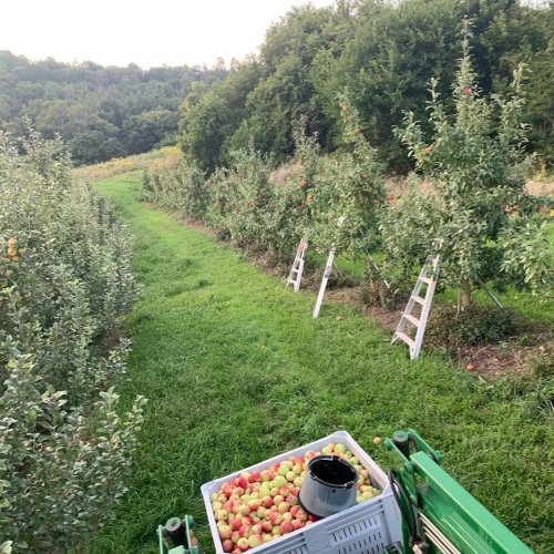 A grassy path between apple trees, with a crate of freshly picked apples and ladders nearby.