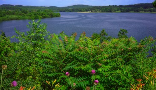 Lush greenery in the foreground with a serene lake and rolling hills in the background under a clear blue sky.