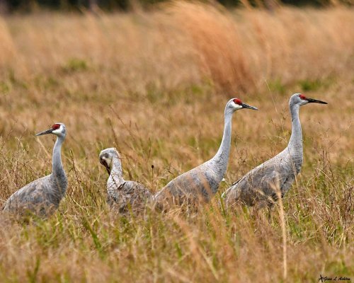 Four cranes stand in a grassy field, with three adult cranes and one juvenile, all displaying gray feathers and red crowns.