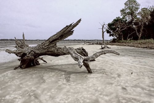 A weathered driftwood log on a sandy beach, with sparse trees in the background under a cloudy sky.