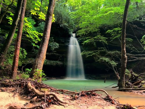 A serene waterfall cascades into a tranquil pool, surrounded by lush green trees and earthy roots.