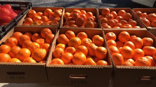 Boxes filled with bright orange oranges stacked outdoors in sunlight.