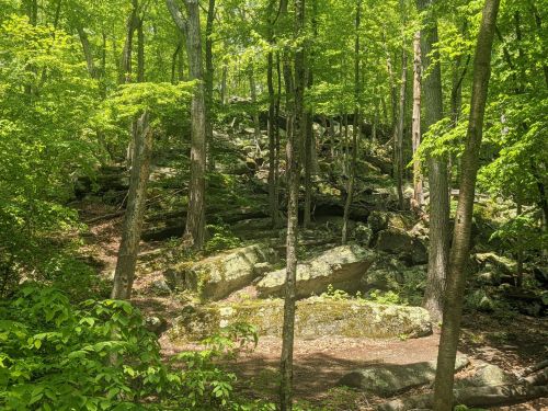 Lush green forest with large rocks and boulders scattered among trees, creating a serene natural landscape.