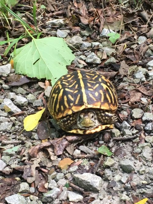 A turtle with a patterned shell resting on rocky ground surrounded by leaves and foliage.