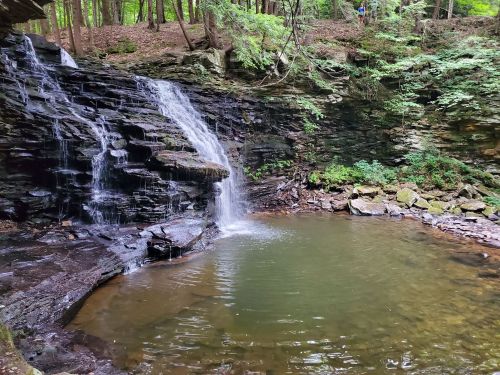 A serene waterfall cascades into a calm pool, surrounded by lush greenery and rocky terrain in a forested area.