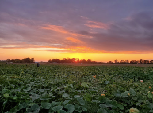 A vibrant sunset over a field of green plants, with silhouettes of trees in the background.