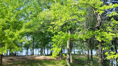 Lush green trees surround a serene lakeside area, with sunlight filtering through the leaves.
