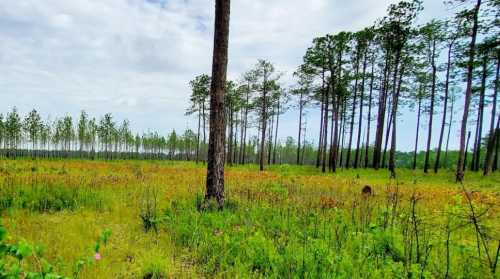 A lush green field with wildflowers, surrounded by tall trees under a partly cloudy sky.