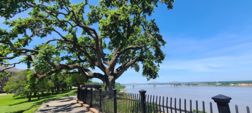 A large tree stands by a river, with a clear blue sky and a bridge visible in the background.