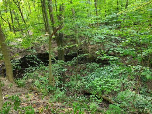 Lush green forest with dense trees and foliage, revealing a rocky depression in the ground.