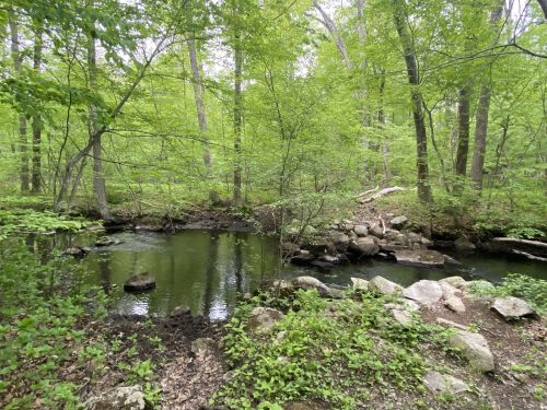 A serene forest scene featuring a calm stream surrounded by lush green trees and scattered rocks.