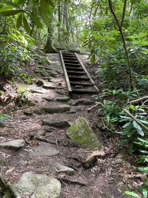 A wooden ladder leads up a rocky, overgrown trail surrounded by lush greenery and trees.