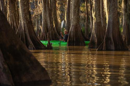 A person paddles a green kayak through calm waters surrounded by tall cypress trees in a serene landscape.