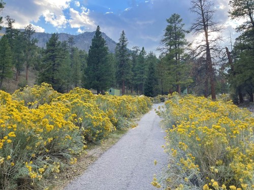 A winding path through vibrant yellow wildflowers, surrounded by tall green trees and mountains in the background.