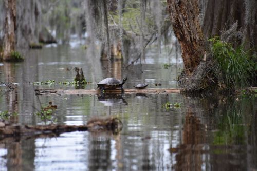 Two turtles bask on a log in a serene, reflective swamp surrounded by cypress trees and Spanish moss.