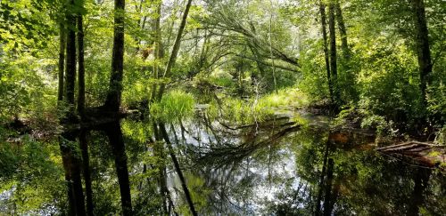 Lush green forest reflecting in calm water, with trees and plants surrounding a serene, tranquil pond.